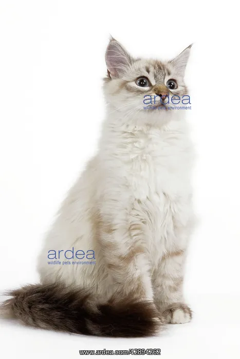  : Cat - Siberian