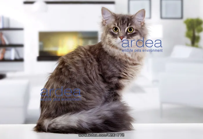  : Cat - Siberian