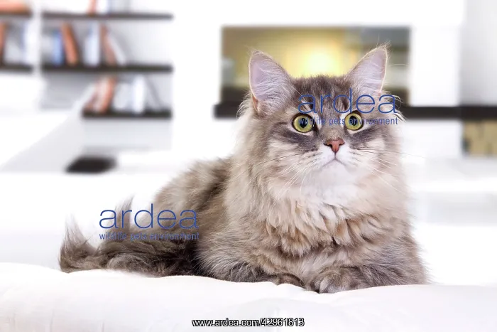  : Cat - Siberian