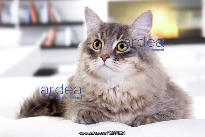  : Cat - Siberian