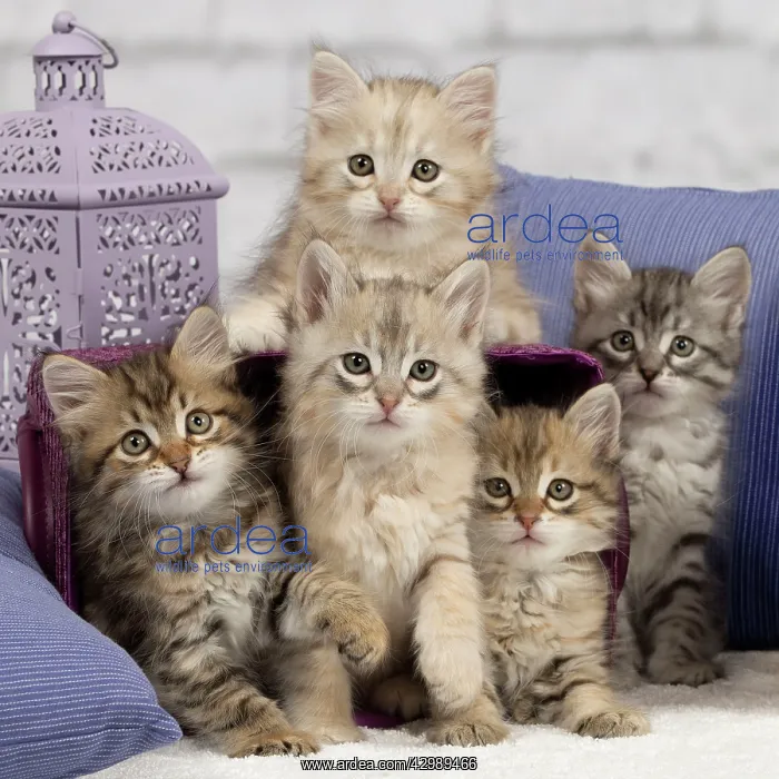 : Cat - Siberian : Cat - Siberian