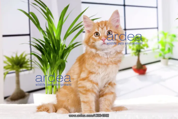  : Cat - Siberian