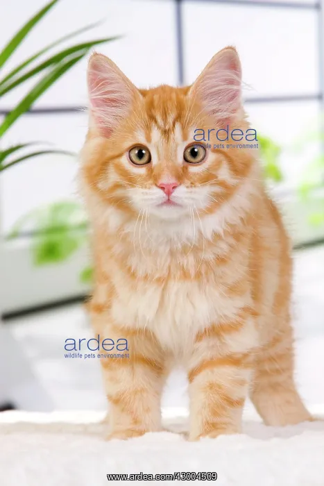  : Cat - Siberian