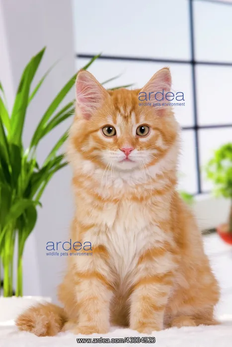  : Cat - Siberian