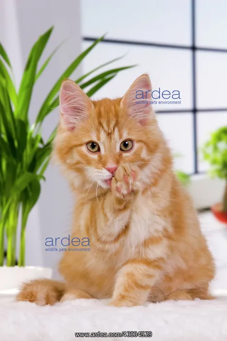  : Cat - Siberian