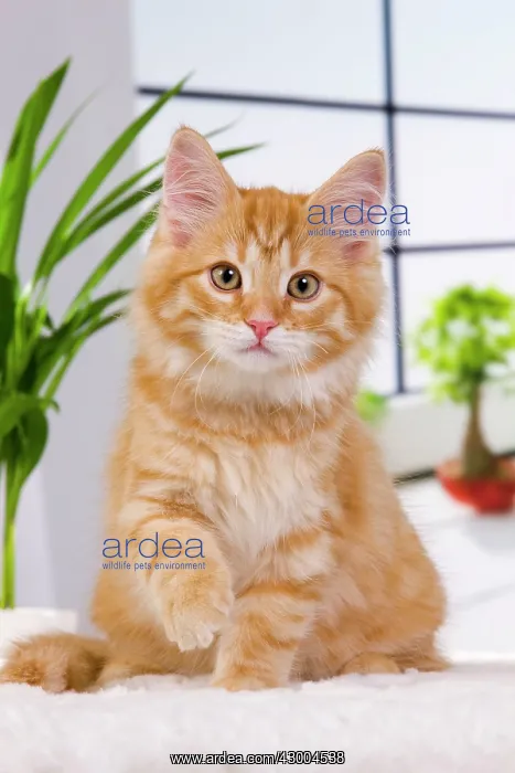  : Cat - Siberian