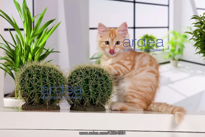 : Cat - Siberian : Cat - Siberian