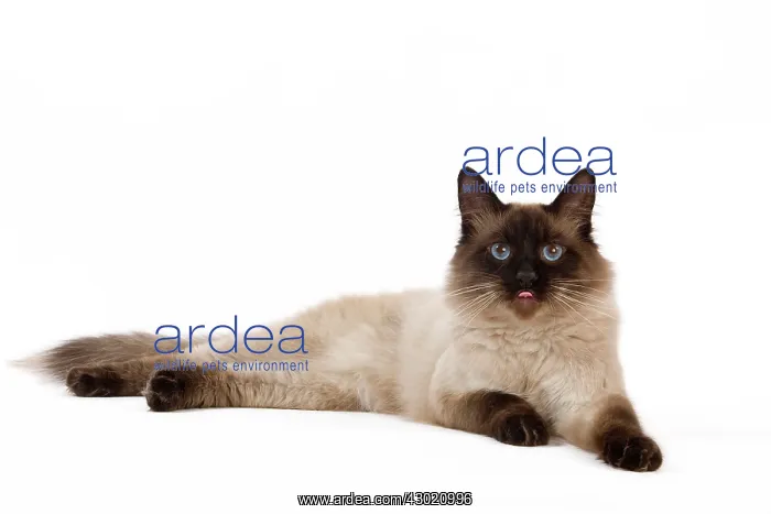  : Cat - Siberian