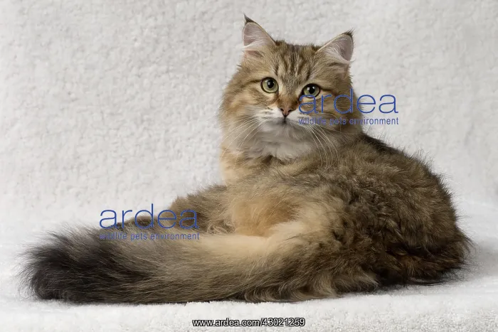  : Cat Siberian