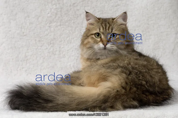  : Cat Siberian