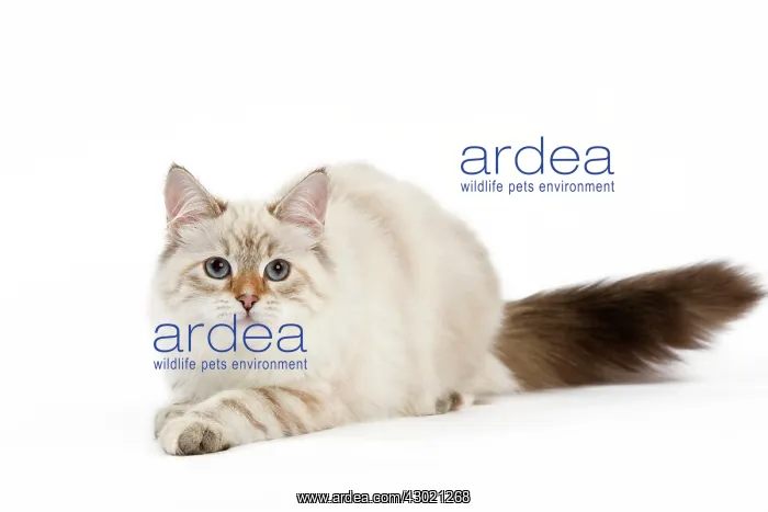 : Cat - Siberian