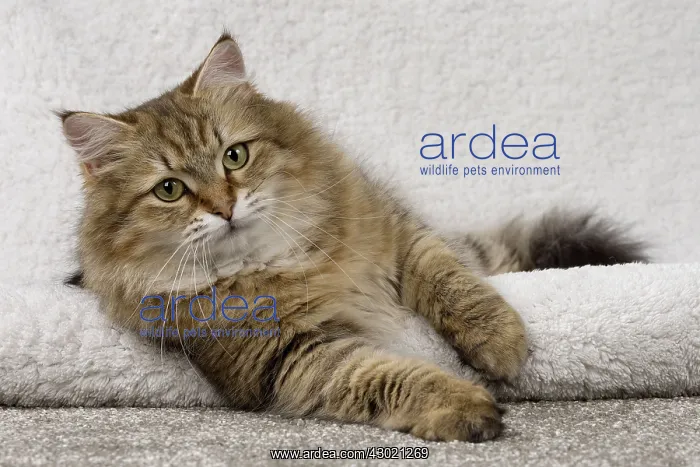  : Cat Siberian