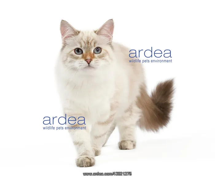  : Cat - Siberian
