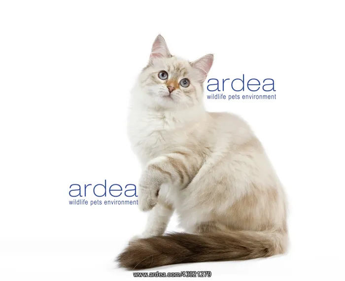  : Cat - Siberian