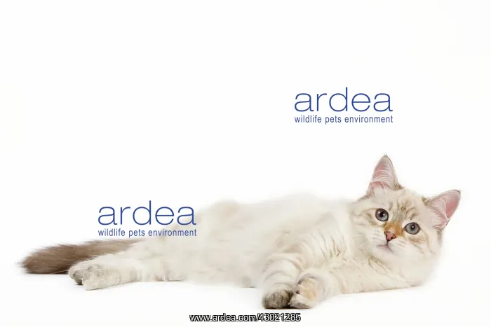  : Cat - Siberian