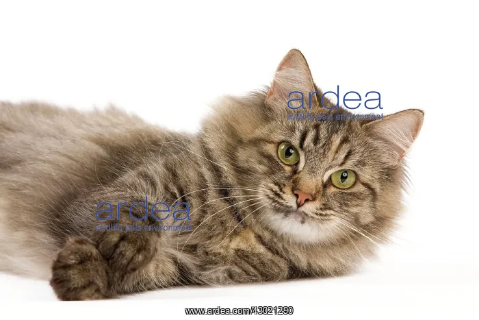  : Cat - Siberian