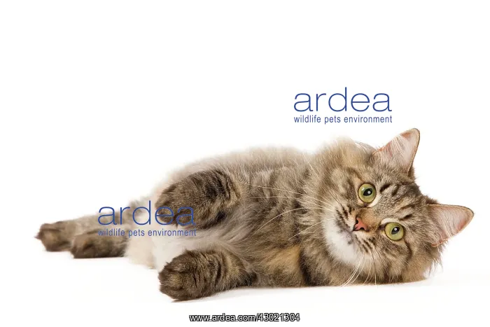  : Cat - Siberian