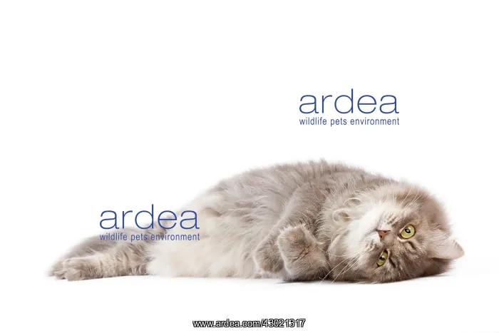 : Cat - Siberian : Cat - Siberian