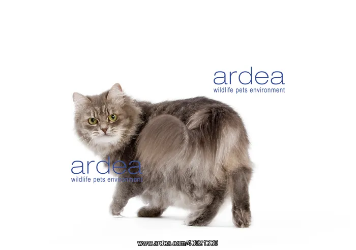  : Cat - Siberian