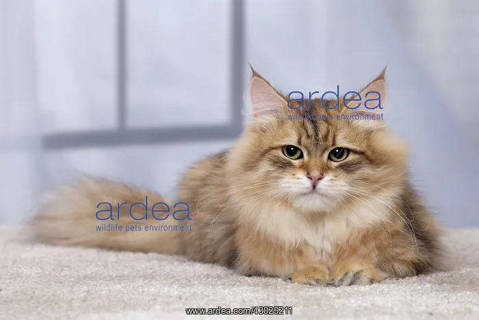  : Cat Siberian