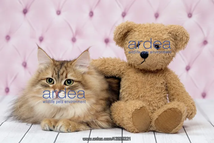  : Cat Siberian