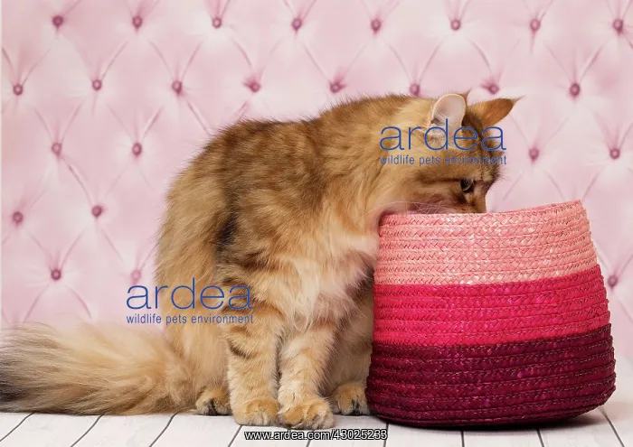  : Cat Siberian