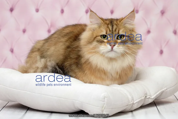: Cat Siberian : Cat Siberian