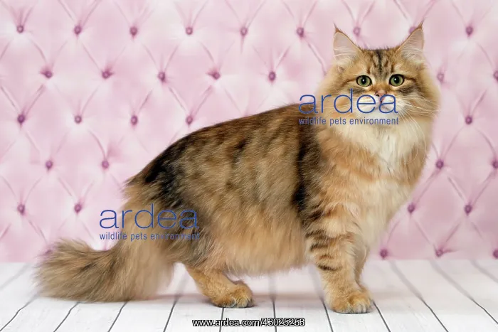  : Cat Siberian