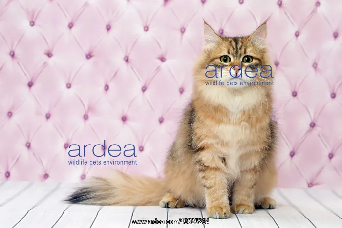  : Cat Siberian