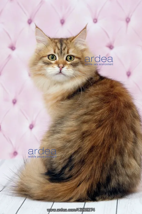  : Cat Siberian