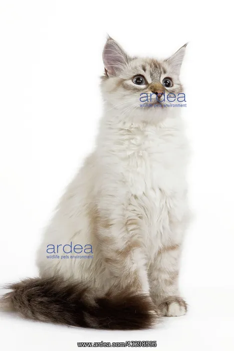  : Cat - Siberian