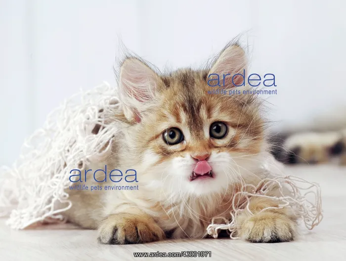  : Cat Siberian 6 week old kitten