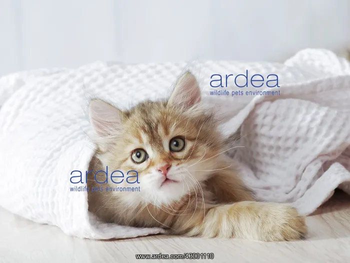 : Cat Siberian 6 week old kitten : Cat Siberian 6 week old kitten