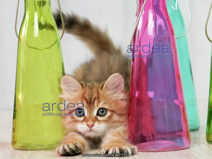 : Cat Siberian 6 week old kitten : Cat Siberian 6 week old kitten