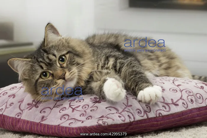  : Cat - Siberian - 7 months old