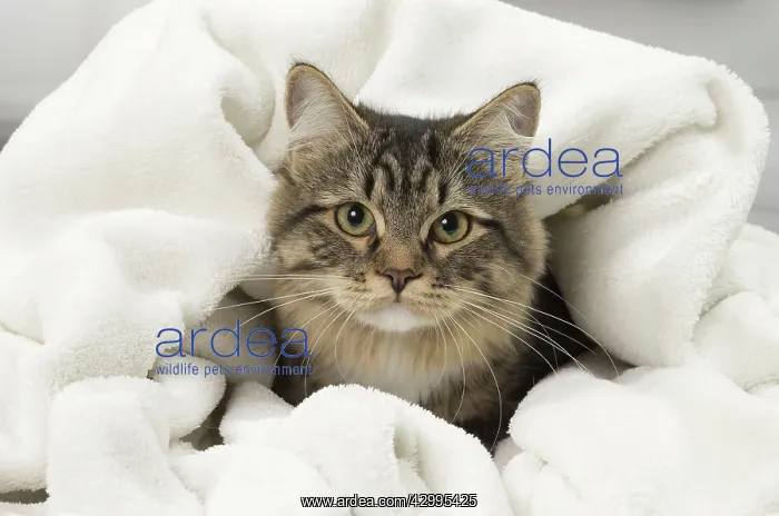  : Cat - Siberian - 7 months old