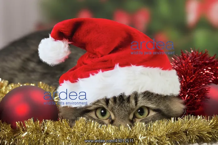 : Cat - Siberian - 7 months old : Cat - Siberian - 7 months old
