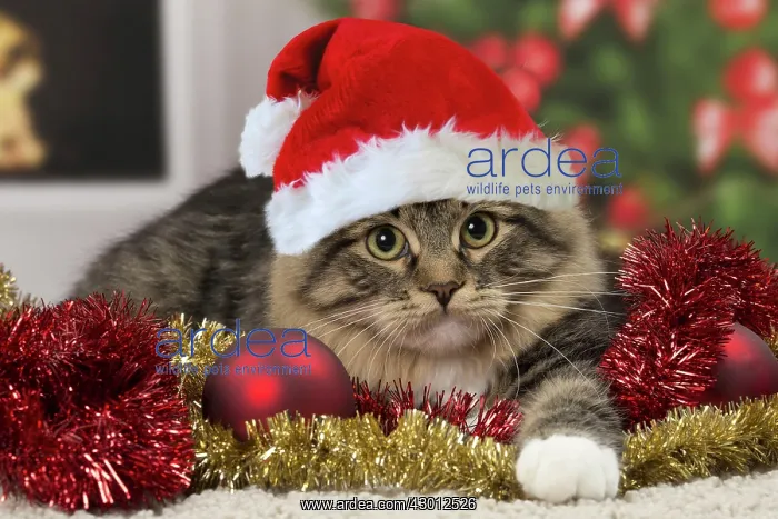 : Cat - Siberian - 7 months old : Cat - Siberian - 7 months old