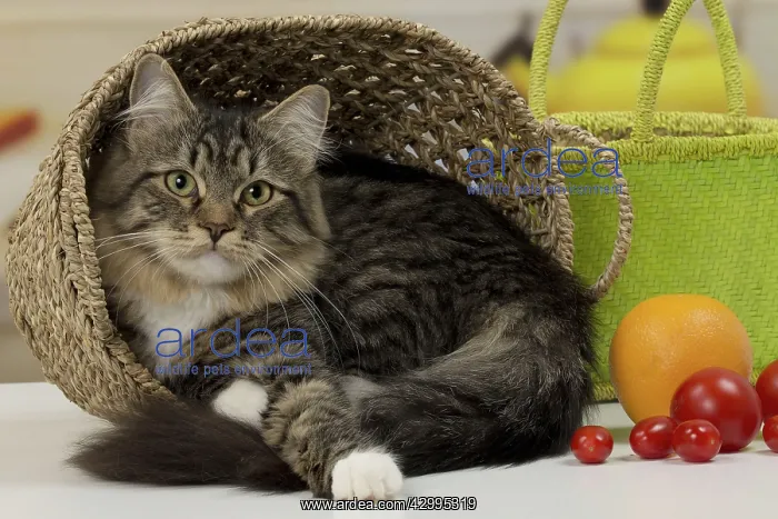  : Cat - Siberian - 7 months old. in basket