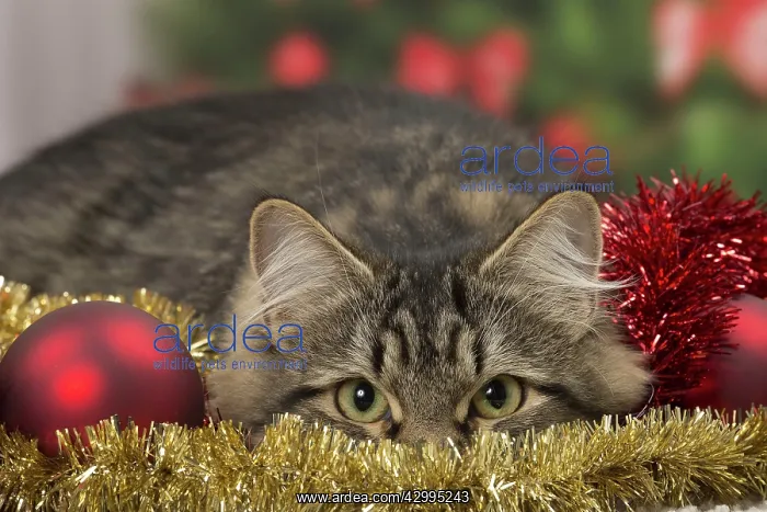 : Cat - Siberian - 7 months old. Christmas decorations : Cat - Siberian - 7 months old. Christmas decorations