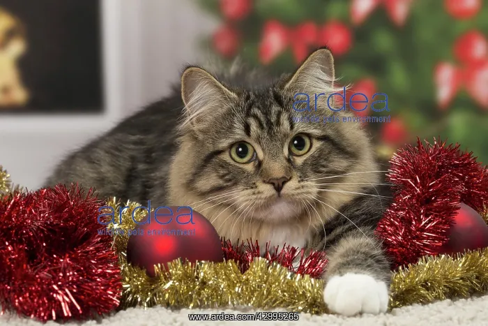 : Cat - Siberian - 7 months old. Christmas decorations : Cat - Siberian - 7 months old. Christmas decorations