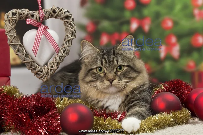 : Cat - Siberian - 7 months old. Christmas decorations : Cat - Siberian - 7 months old. Christmas decorations