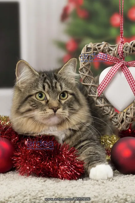 : Cat - Siberian - 7 months old. Christmas decorations : Cat - Siberian - 7 months old. Christmas decorations