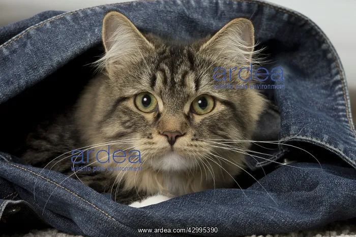  : Cat - Siberian - 7 months old. in jeans