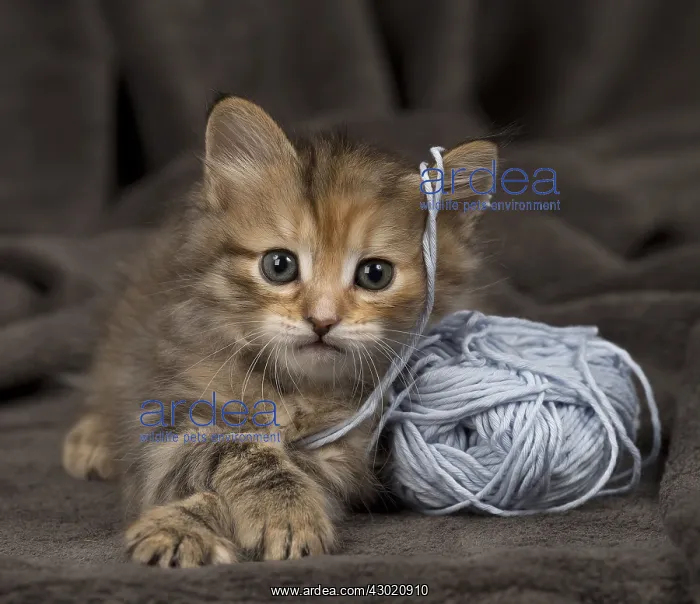  : Cat Siberian 8 week old kitten