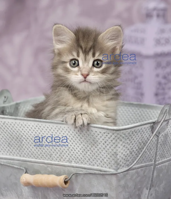  : Cat Siberian 8 week old kitten