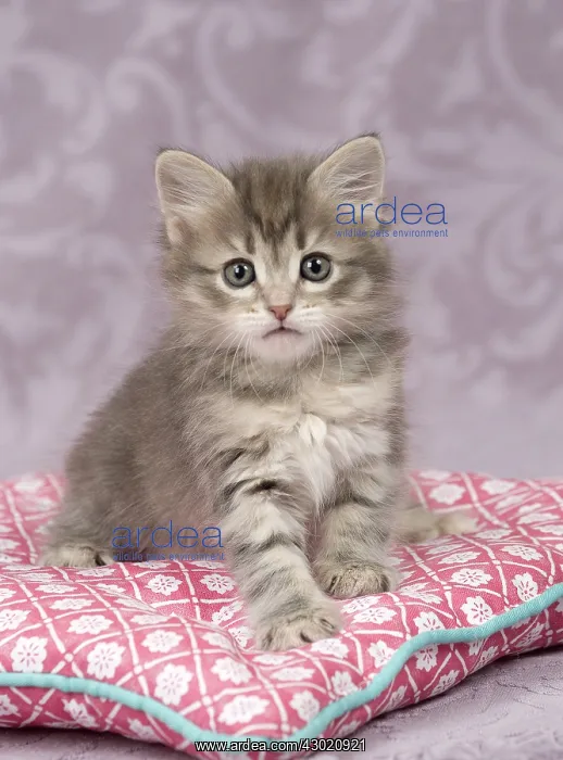  : Cat Siberian 8 week old kitten