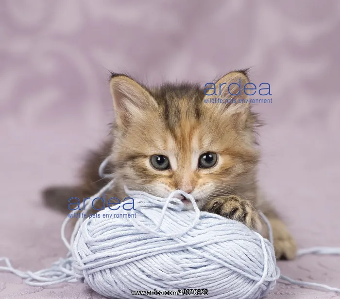  : Cat Siberian 8 week old kitten