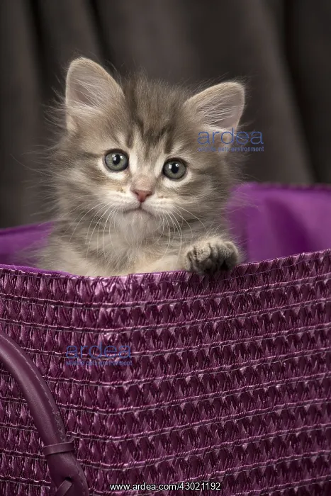  : Cat Siberian 8 week old kitten