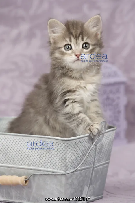  : Cat Siberian 8 week old kitten